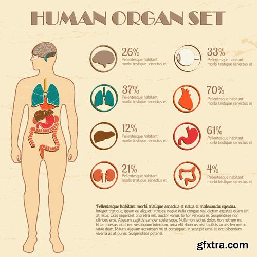 Human Anatomy - Vector Collection