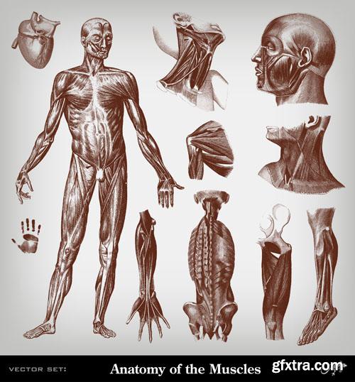 Human Anatomy - Vector Collection