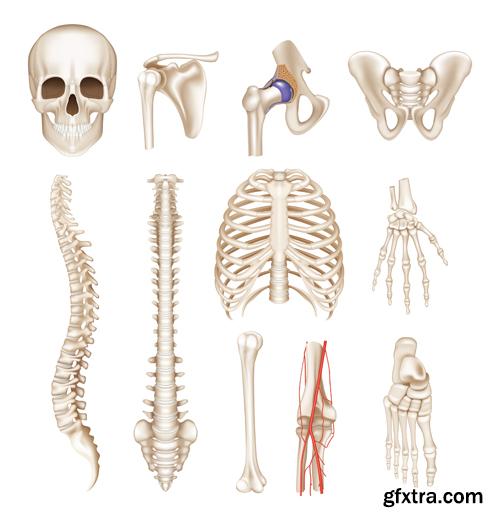 Human Anatomy - Vector Collection