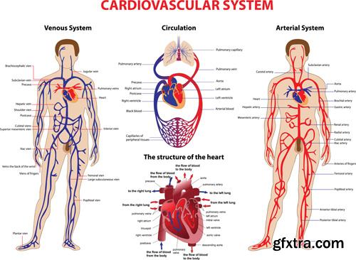 Human Anatomy - Vector Collection