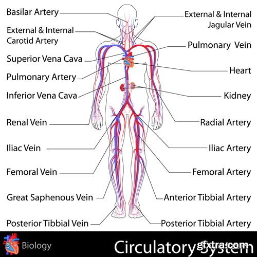 Human Anatomy - Vector Collection