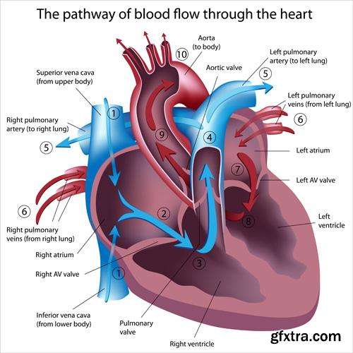 Human Anatomy - Vector Collection