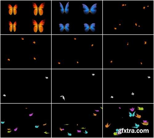 Stock Footage HD - Butterfly