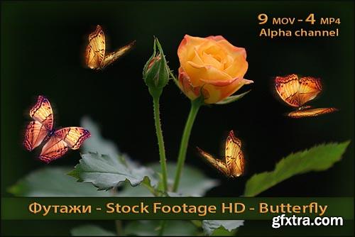 Stock Footage HD - Butterfly