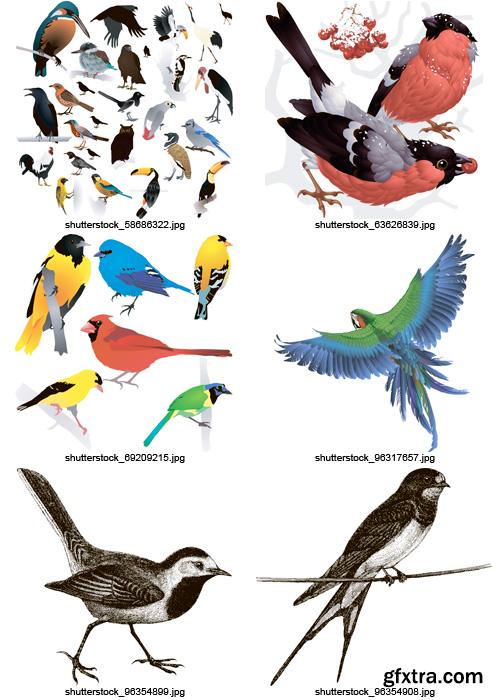 Amazing SS - Collection of Birds, 25xEPS