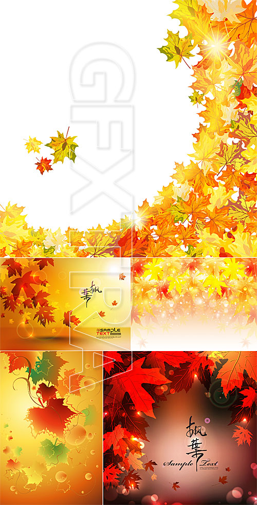 Autumn maple leaves