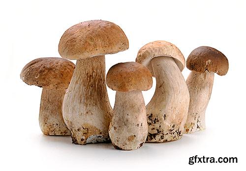 Mushrooms, boletes, delicatessen - PhotoStock