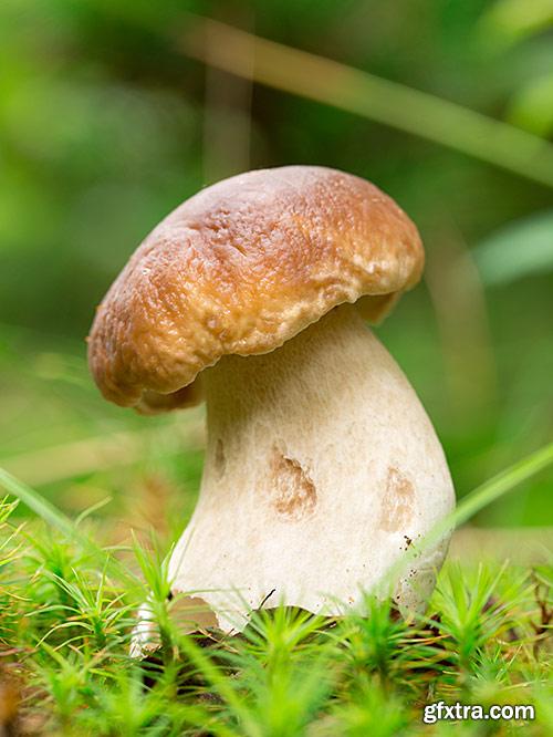 Mushrooms, boletes, delicatessen - PhotoStock