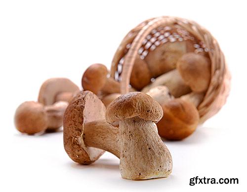 Mushrooms, boletes, delicatessen - PhotoStock