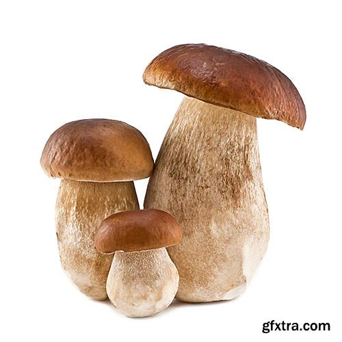 Mushrooms, boletes, delicatessen - PhotoStock