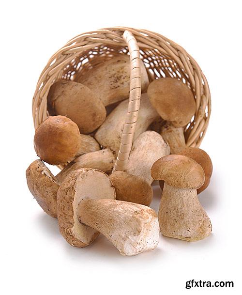 Mushrooms, boletes, delicatessen - PhotoStock