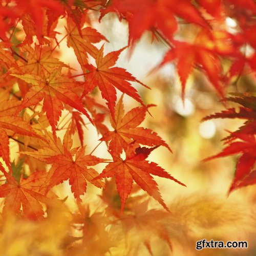 Amazing SS - Autumn leaves, 25xJPGs