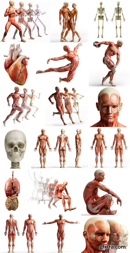 Human Body Anatomy - 25 JPEG