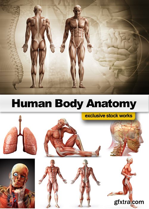 Human Body Anatomy - 25 JPEG