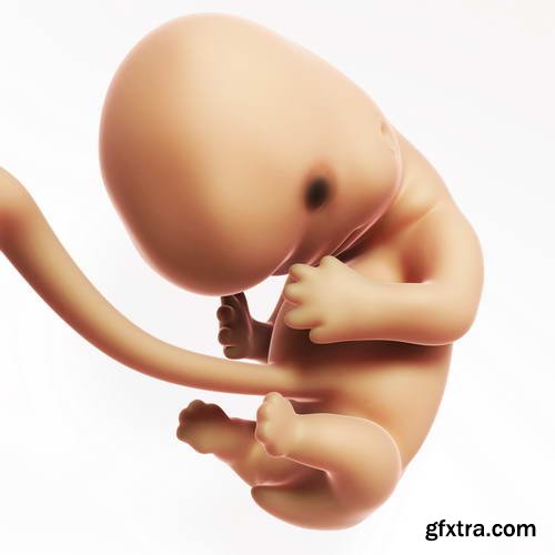 Human Fetus and Pregnancy Renders 25xJPG