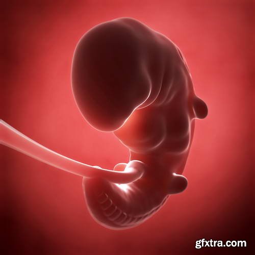 Human Fetus and Pregnancy Renders 25xJPG