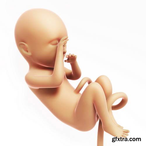 Human Fetus and Pregnancy Renders 25xJPG