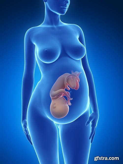 Human Fetus and Pregnancy Renders 25xJPG