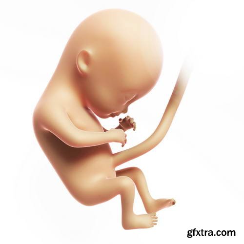 Human Fetus and Pregnancy Renders 25xJPG