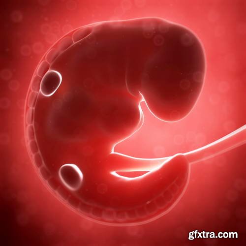 Human Fetus and Pregnancy Renders 25xJPG