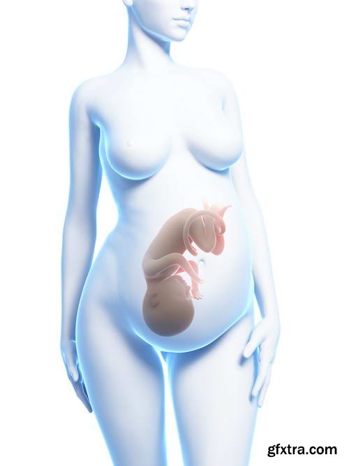 Human Fetus and Pregnancy Renders 25xJPG