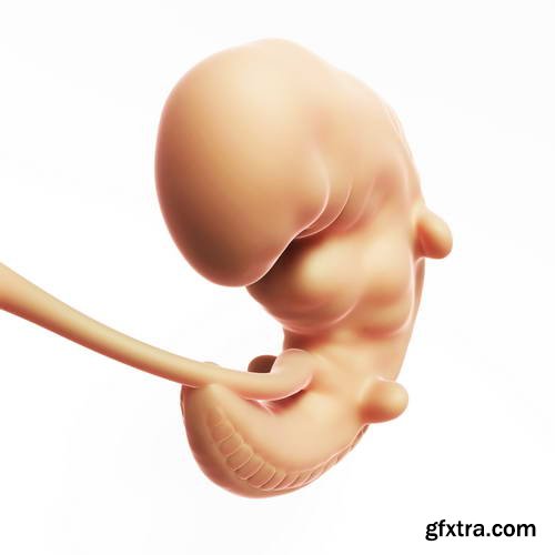 Human Fetus and Pregnancy Renders 25xJPG