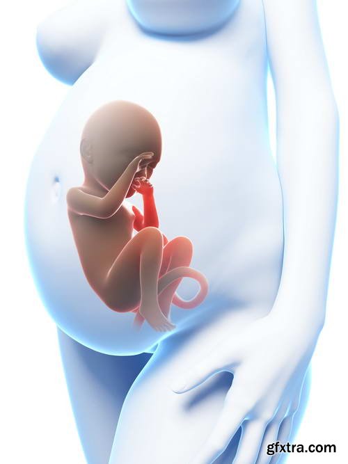 Human Fetus and Pregnancy Renders 25xJPG