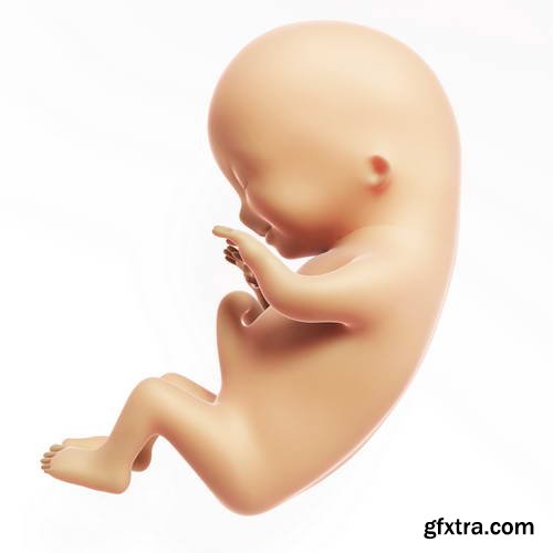 Human Fetus and Pregnancy Renders 25xJPG