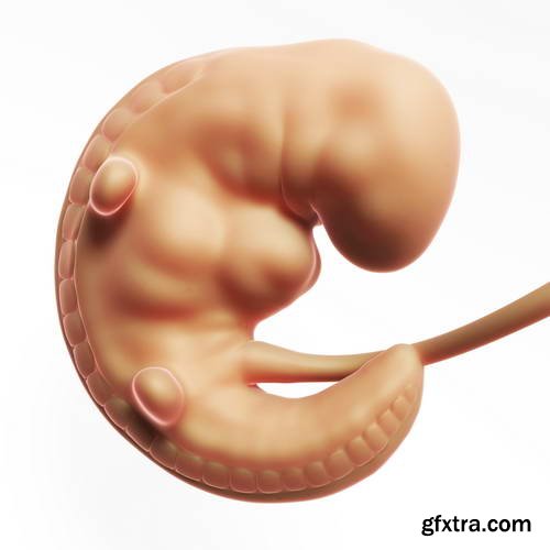 Human Fetus and Pregnancy Renders 25xJPG