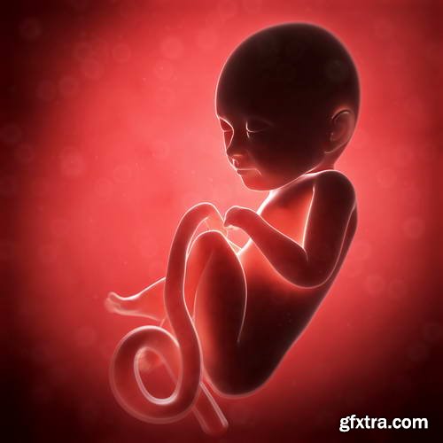 Human Fetus and Pregnancy Renders 25xJPG