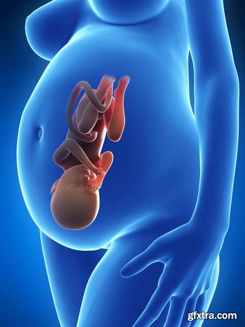 Human Fetus and Pregnancy Renders 25xJPG