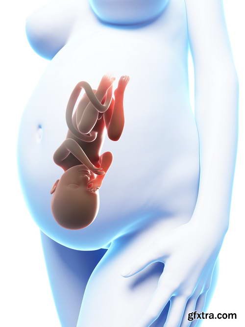 Human Fetus and Pregnancy Renders 25xJPG