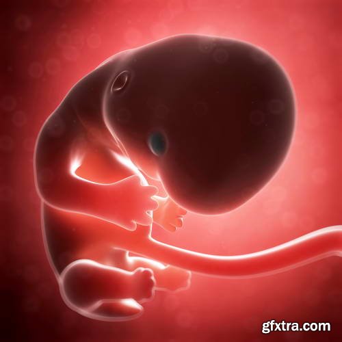 Human Fetus and Pregnancy Renders 25xJPG