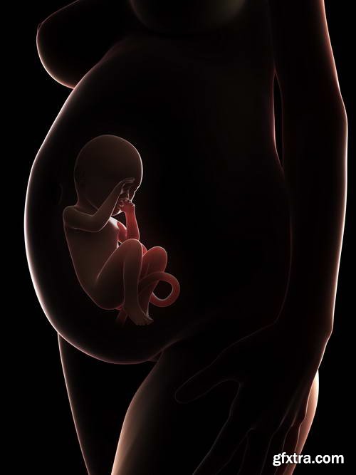 Human Fetus and Pregnancy Renders 25xJPG