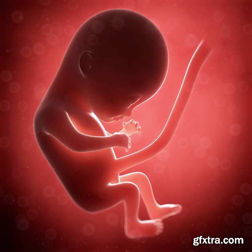 Human Fetus and Pregnancy Renders 25xJPG