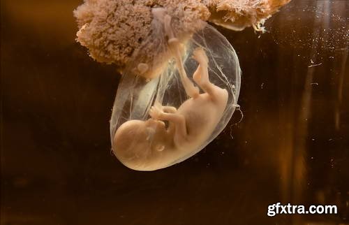 Human Fetus and Pregnancy Renders 25xJPG