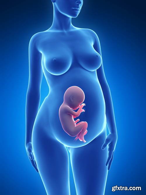 Human Fetus and Pregnancy Renders 25xJPG