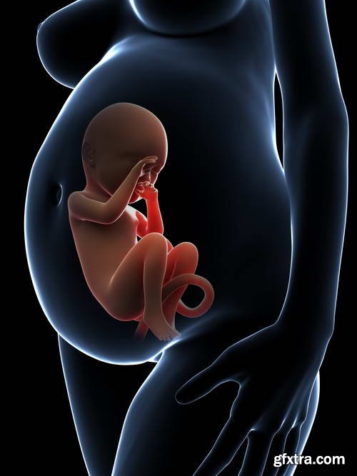 Human Fetus and Pregnancy Renders 25xJPG