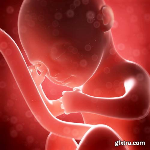 Human Fetus and Pregnancy Renders 25xJPG