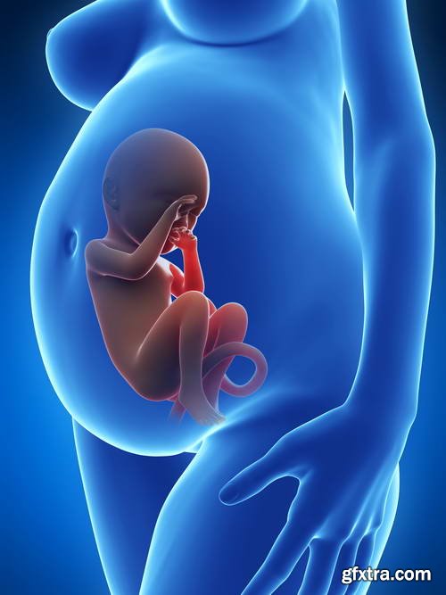 Human Fetus and Pregnancy Renders 25xJPG