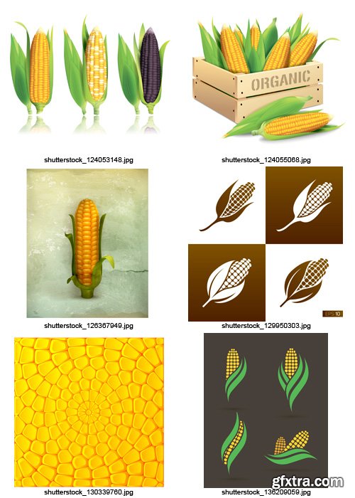 Amazing SS - Corn Elements, 25xEPS