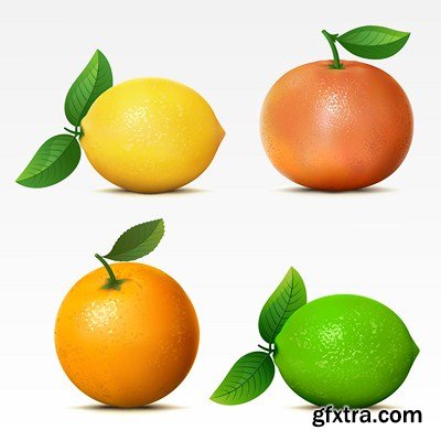 The Citrus Fruits - 20x JPEGs + 5 EPS