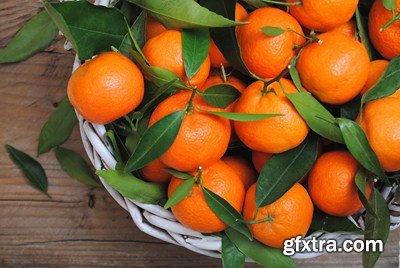 The Citrus Fruits - 20x JPEGs + 5 EPS