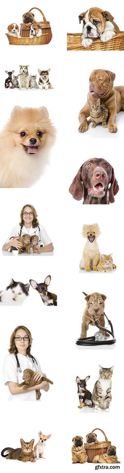 Cats, dogs and veterinarian, 28xJPGx