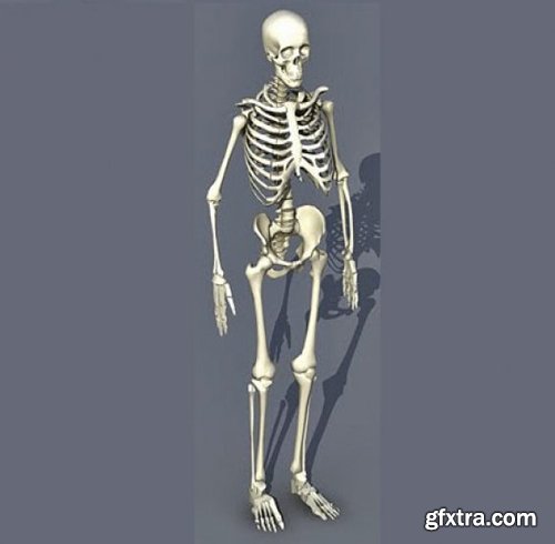 3D Model - Skeleton