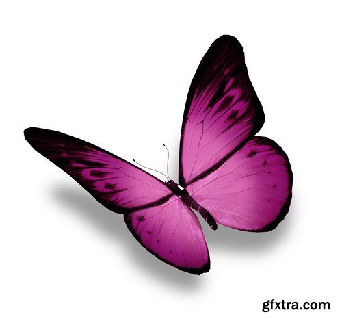 World of Butterfly - 25 UHQ JPEG