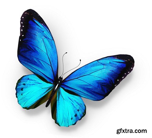 World of Butterfly - 25 UHQ JPEG