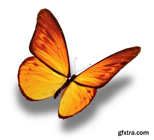 World of Butterfly - 25 UHQ JPEG