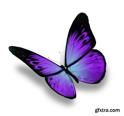 World of Butterfly - 25 UHQ JPEG