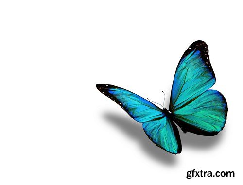 World of Butterfly - 25 UHQ JPEG